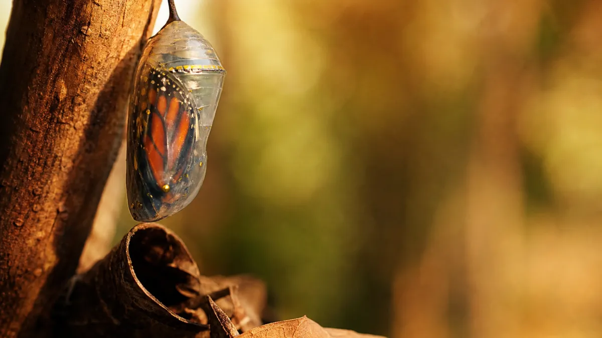 La metamorphouse : définition, types et cycles biologiques