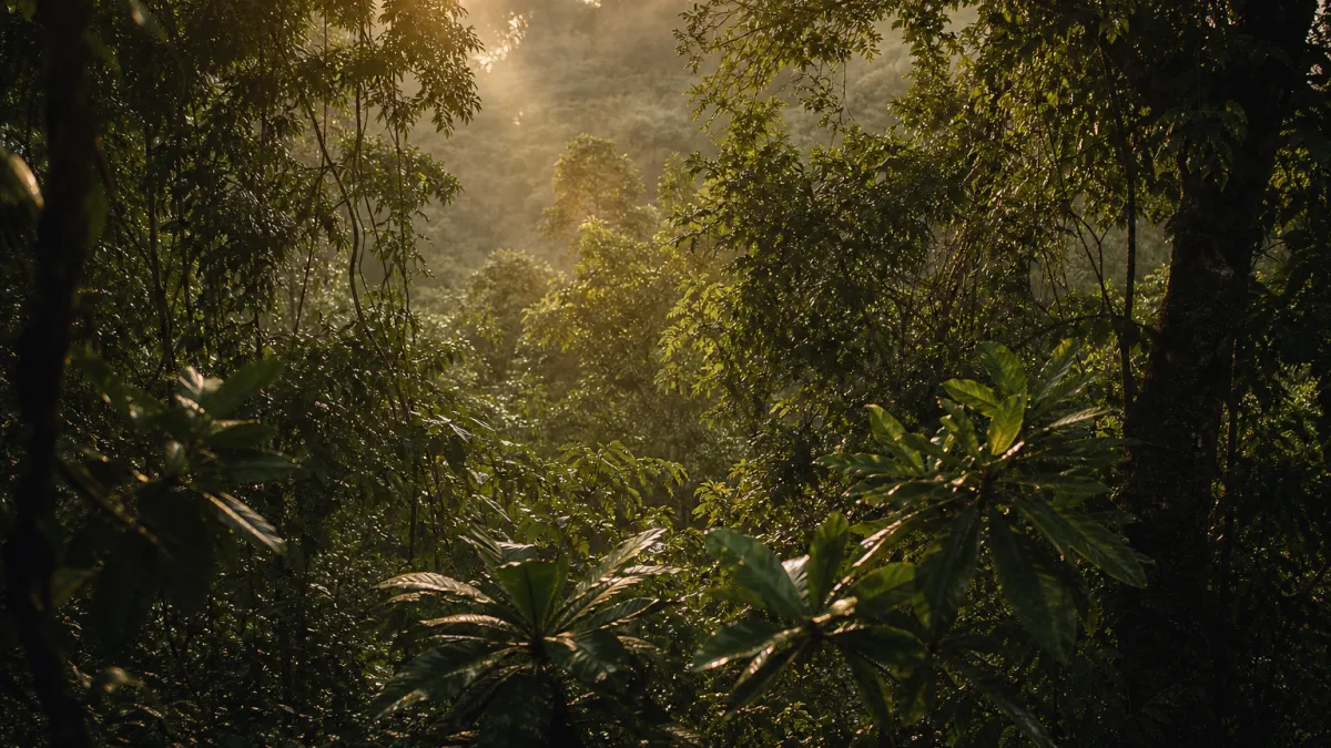 Quel est le poumon de la planète ? Forêts ou océans ?