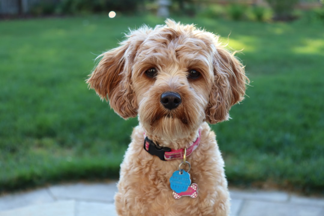découvrez les différentes races de chiens, leur caractère, leurs besoins et conseils pour choisir le compagnon idéal qui s'adapte à votre mode de vie.