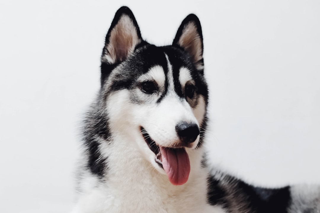 découvrez les différentes races de chiens, leurs caractéristiques, comportements et besoins spécifiques. choisissez le compagnon idéal pour votre mode de vie parmi les nombreuses races adaptées à chaque famille.