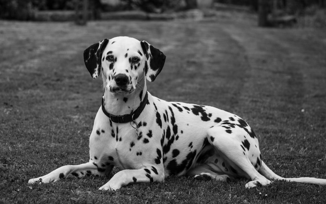 découvrez les différentes races de chiens, leurs caractéristiques, comportements et conseils d'élevage pour choisir le compagnon idéal.
