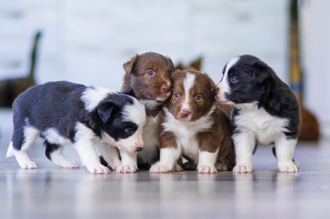 découvrez notre guide complet sur les différentes races de chiens. apprenez à connaître leurs caractéristiques, leurs besoins et comment choisir le compagnon idéal pour votre famille. que vous soyez amateur de petits chiens ou de grandes races, trouvez le chien qui vous conviendra parfaitement.