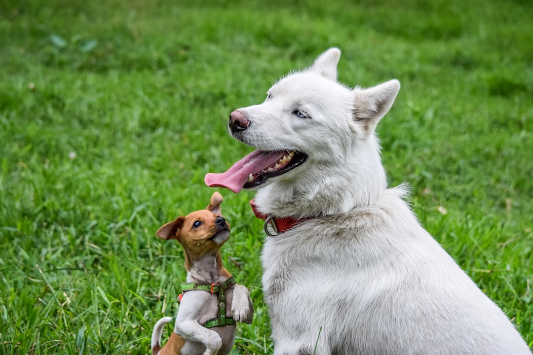 découvrez les différentes races de chiens, leurs caractéristiques, leur tempérament et les conseils pour bien les élever. que vous soyez un passionné ou un futur propriétaire, notre guide complet vous aidera à choisir la race qui vous convient le mieux.