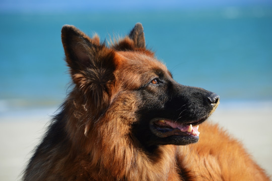 découvrez les différentes races de chiens, leurs caractéristiques, tempéraments et besoins spécifiques. que vous soyez amateur de grandes ou de petites races, apprenez à choisir le compagnon idéal pour votre famille.