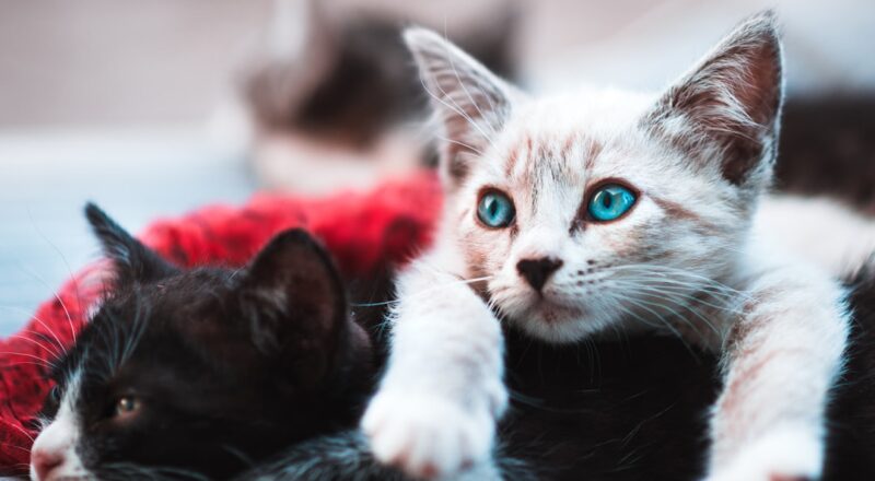 découvrez l'univers fascinant des chats : ces compagnons mystérieux et affectueux! explorez leur comportement, leur histoire, et comment prendre soin d'eux pour qu'ils soient heureux et en bonne santé.