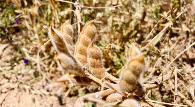découvrez le monde fascinant des adaptations, où la nature se transforme et évolue pour survivre. explorez les mécanismes et exemples des diverses adaptations des espèces face aux défis environnementaux, et comprenez comment ces changements influencent la biodiversité et l'équilibre des écosystèmes.