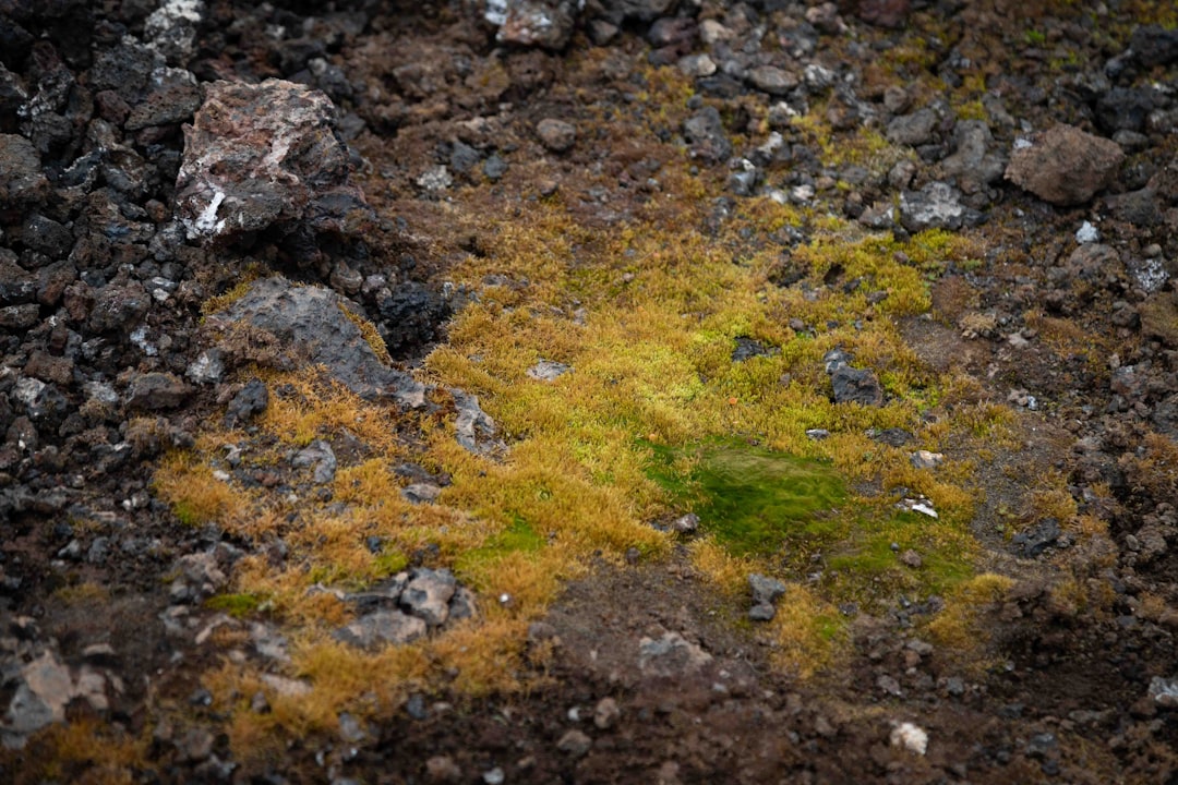 découvrez comment les adaptations, qu'elles soient biologiques, culturelles ou technologiques, permettent aux organismes et aux sociétés de s'ajuster aux changements de leur environnement. explorez des exemples fascinants et leur impact sur notre monde.
