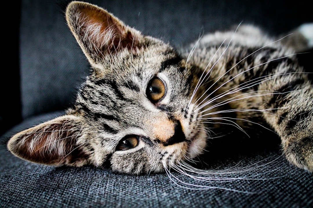 découvrez tout ce qu'il faut savoir sur l'âge des chats. apprenez à estimer l'équivalence entre l'âge des chats et des humains, ainsi que les étapes clés du développement félin à chaque tranche d'âge. adoptez les bonnes pratiques pour le bien-être de votre compagnon à quatre pattes, quel que soit son âge !