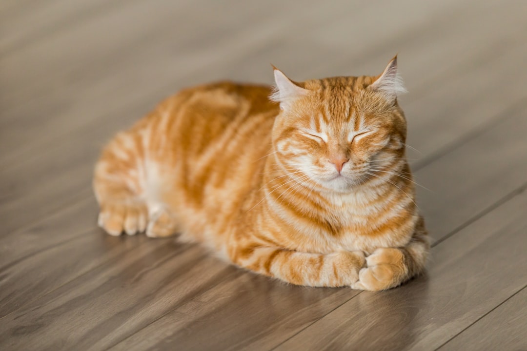 découvrez l'univers fascinant des chats : comportements, soins, races et conseils pour les amoureux des félins. apprenez à mieux comprendre votre compagnon à quatre pattes et à améliorer son bien-être.