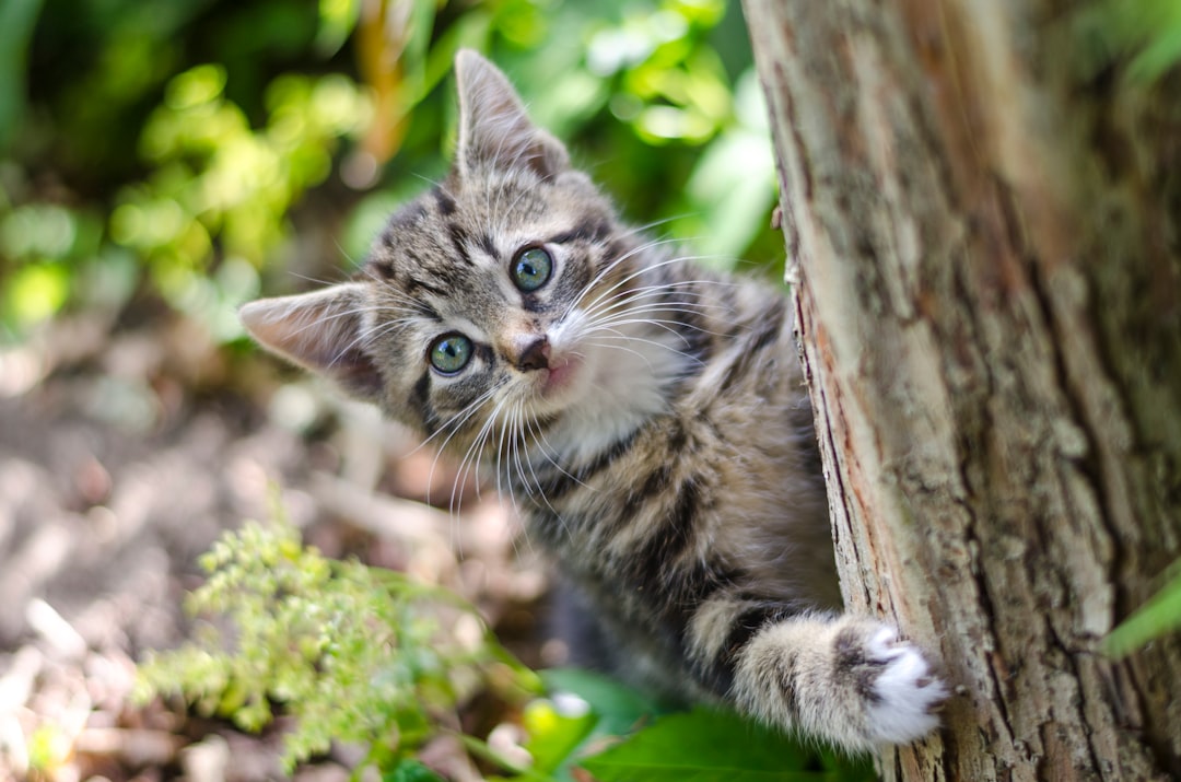 découvrez l'univers fascinant des chats, ces compagnons mystérieux et attachants. plongez dans leur comportement, leur santé et des conseils pour les élever heureux.