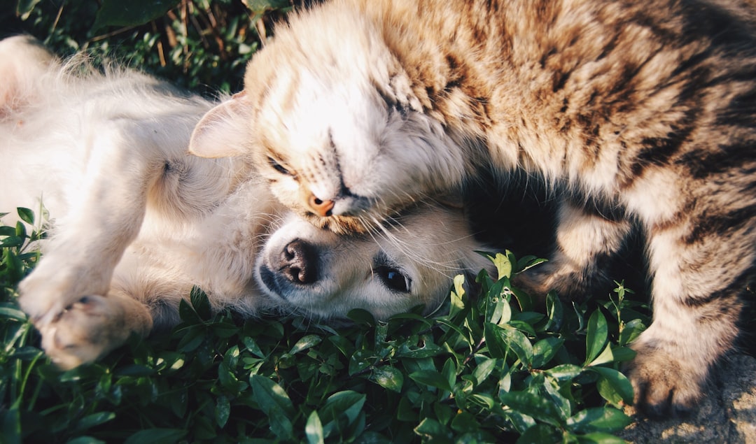découvrez des idées originales de noms pour chiens qui reflètent la personnalité unique de votre compagnon à quatre pattes. trouvez le nom parfait qui le distinguera et fera fondre les cœurs !