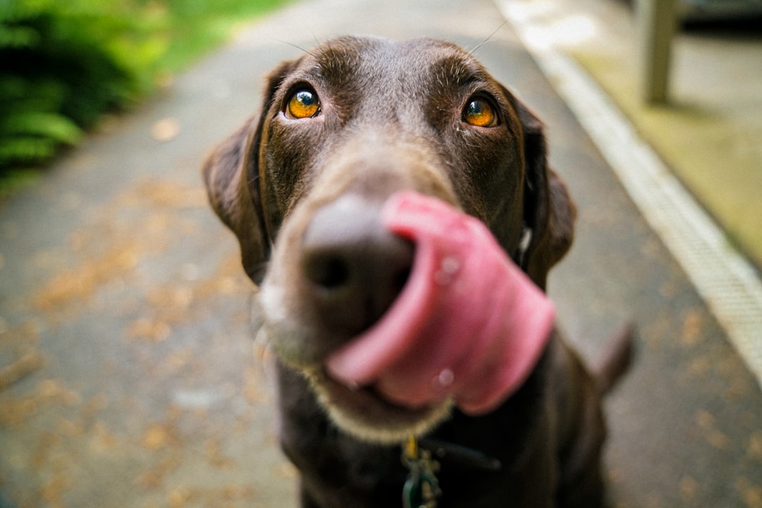 découvrez une multitude de noms pour chiens qui sauront convenir à toutes les races et personnalités. trouvez le nom parfait pour votre fidèle compagnon avec notre guide inspirant et créatif.