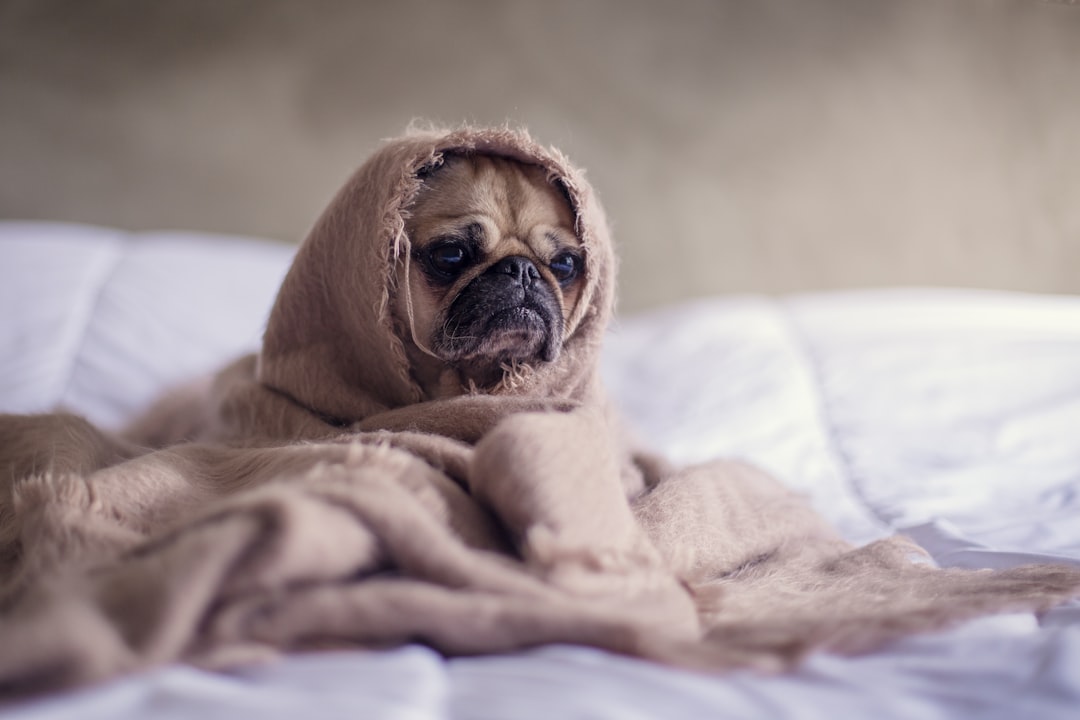 découvrez des idées originales et amusantes de noms pour chiens qui raviront les propriétaires d'animaux. que vous cherchiez un nom classique ou tendance, trouvez l'inspiration idéale pour le compagnon à quatre pattes de votre vie.