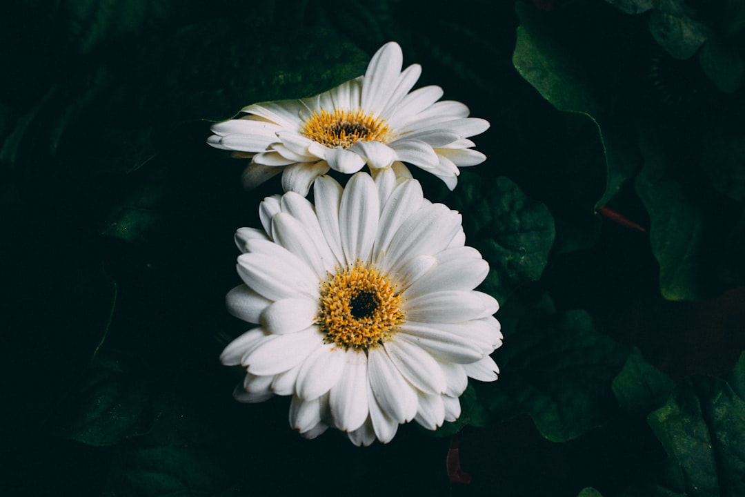 découvrez des remèdes naturels efficaces pour améliorer votre bien-être au quotidien. explorez des solutions naturelles, sans produits chimiques, pour soulager divers maux et renforcer votre santé de manière holistique.