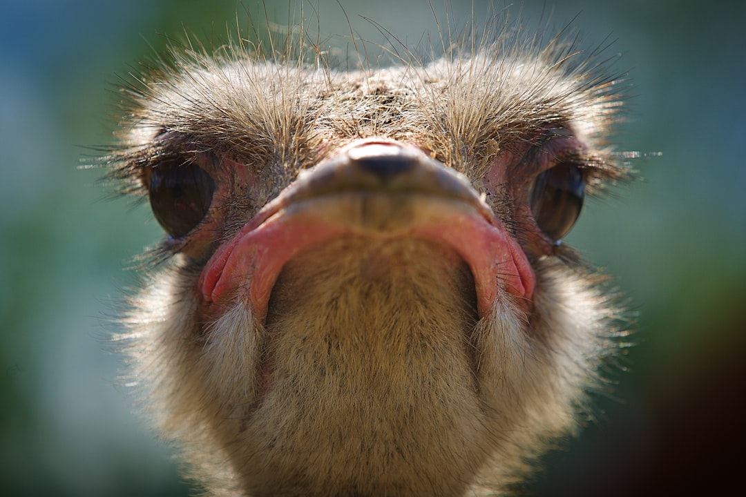découvrez l'univers fascinant des poussins d'autruche : leur habitat, leur croissance rapide et leurs caractéristiques uniques. apprenez comment ces jeunes oiseaux deviennent majestueux et l'importance de leur protection dans la nature.
