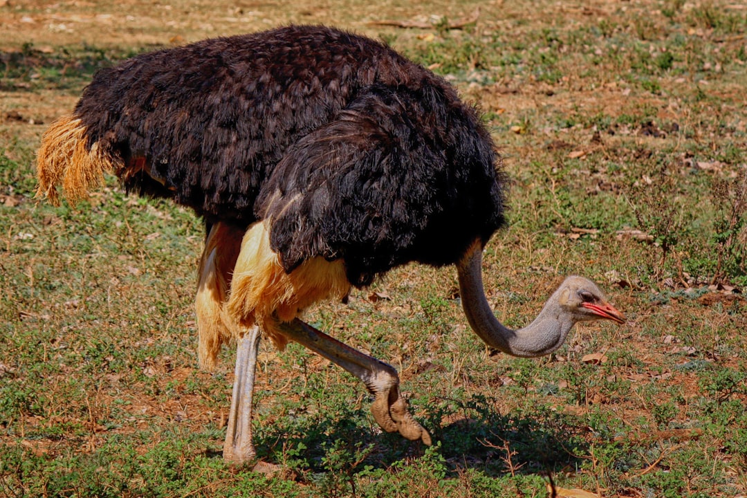découvrez tout sur le jeune autruche, de sa naissance à ses premières étapes, en passant par son alimentation et son habitat. apprenez à connaître cet oiseau fascinant et ses particularités uniques.