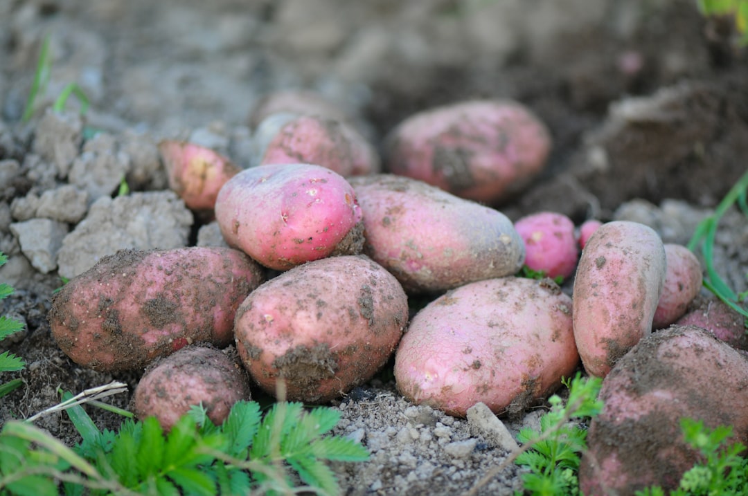 découvrez tout sur les pommes de terre : recettes, conseils de culture, variétés et bienfaits nutritionnels. apprenez à sublimer ce tubercule dans votre cuisine et à tirer parti de ses atouts santé.