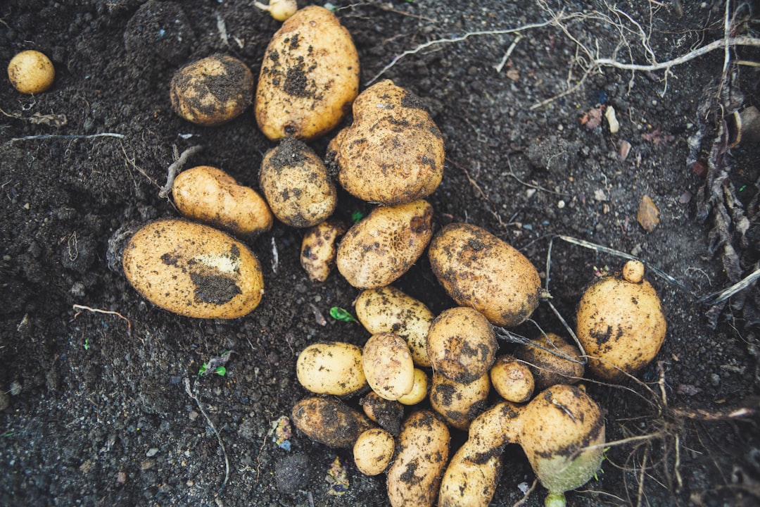 découvrez l'univers des pommes de terre : recettes savoureuses, variétés populaires et astuces pour une cuisson parfaite. apprenez à sublimer ce tubercule incontournable dans vos plats quotidiens.