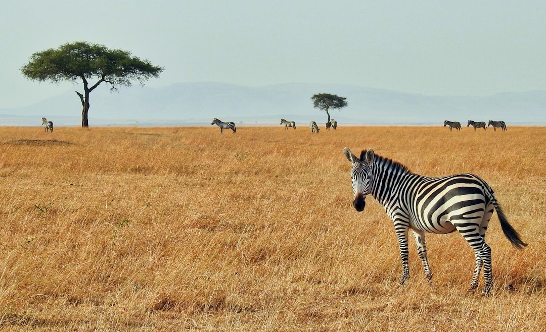 découvrez le plus petit pays d'afrique, une nation riche en culture et en histoire. explorez ses paysages uniques et ses traditions fascinantes qui font de cet endroit un secret bien gardé du continent africain.