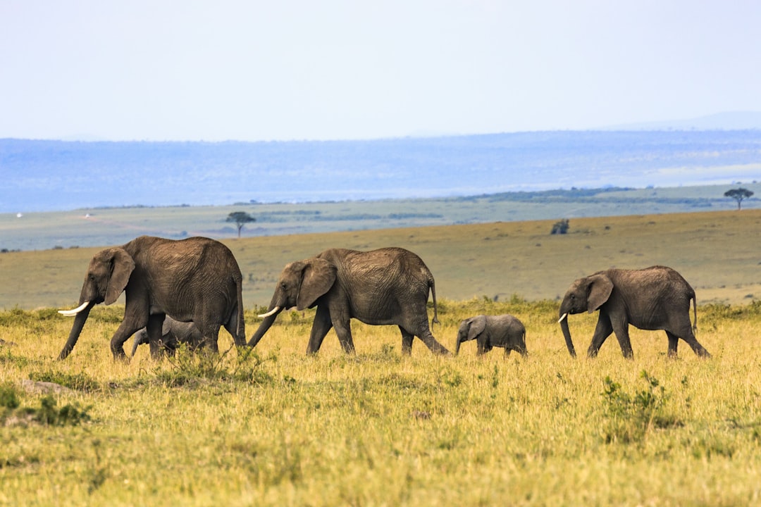découvrez le plus petit pays d'afrique, une nation unique en son genre qui regorge de charme et de richesses culturelles. apprenez-en plus sur sa géographie, son histoire, et ses attraits touristiques.