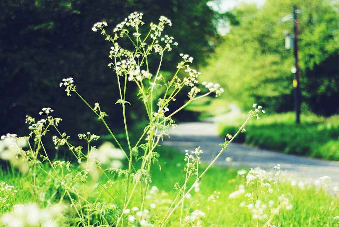 découvrez tout sur les mauvaises herbes : identification, impacts sur l'environnement, méthodes de contrôle et astuces pour les gérer efficacement dans votre jardin ou potager.