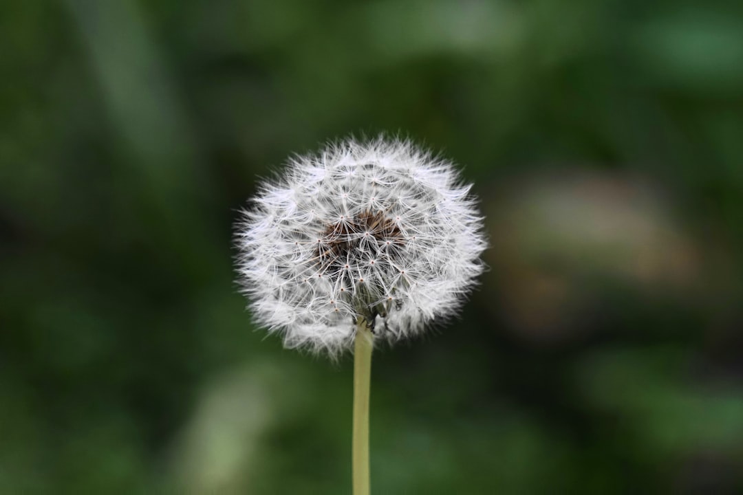 découvrez l'univers fascinant des mauvaises herbes ('weeds') : apprenez à les identifier, à les gérer de manière écologique et à comprendre leur impact sur l'environnement et l'agriculture.