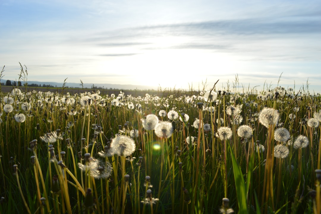 découvrez l'univers fascinant des mauvaises herbes : leurs caractéristiques, leurs impacts sur l'environnement et des conseils pour les gérer efficacement dans votre jardin.