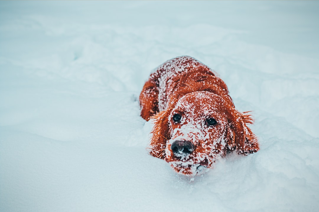 découvrez l'enchantement de l'hiver avec notre guide sur les activités, les traditions et les plaisirs saisonniers qui font de cette période un moment magique. plongez dans l'atmosphère hivernale et profitez de conseils pour savourer pleinement cette saison froide.