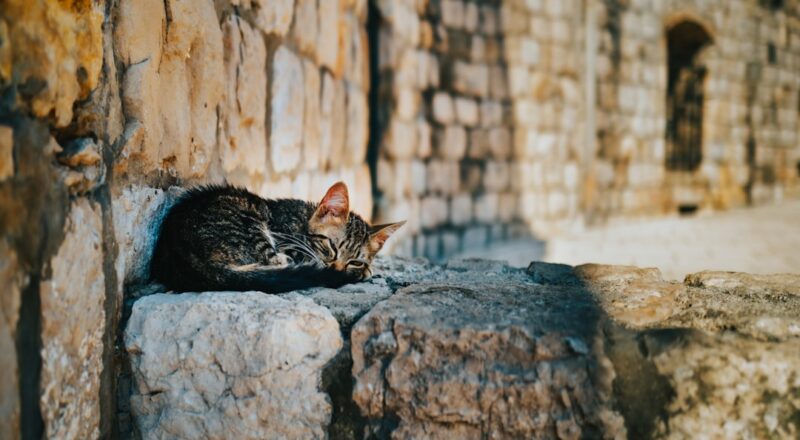 découvrez l'univers fascinant des chats errants, ces félins qui se déplacent librement dans nos villes. apprenez-en plus sur leur comportement, leur survie et les initiatives pour leur protection. plongez dans cette aventure aux côtés des chats de rue qui nous rappellent l'importance de la compassion et du respect pour tous les animaux.