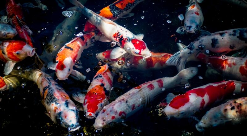 découvrez des solutions efficaces pour éliminer les odeurs de poisson de votre cuisine et de votre maison. apprenez des astuces pratiques et des conseils pour assurer un environnement frais et agréable.