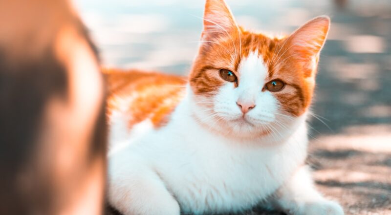 découvrez tout sur les chats ginger ! apprenez à connaître leur personnalité, leurs soins, et leur histoire fascinante. plongez dans le monde des félins à la fourrure roux et laissez-vous charmer par leur beauté et leur charme unique.