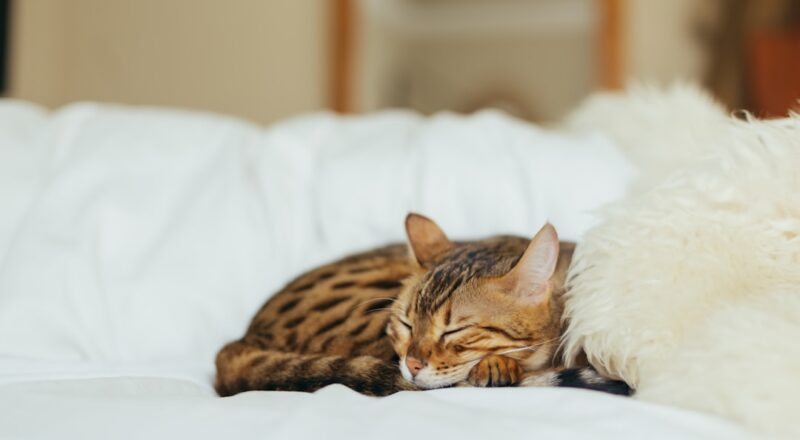 découvrez tout ce qu'il faut savoir sur le cancer chez les chats, y compris les types de cancer les plus courants, les traitements disponibles et l'espérance de vie des félins atteints de cette maladie.