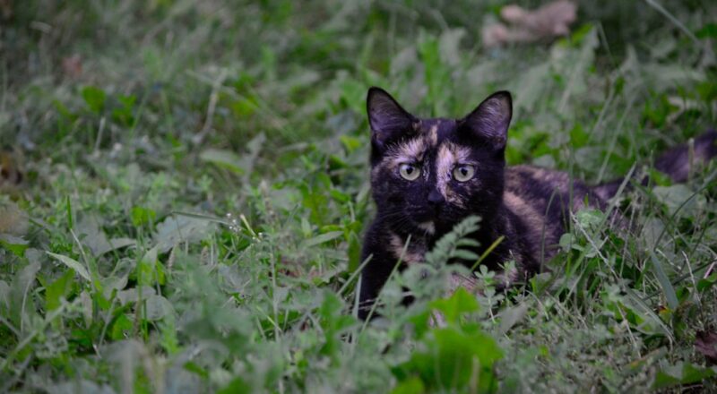 découvrez l'univers fascinant des chats écaille de tortue, ces félins au pelage coloré et unique. apprenez-en plus sur leurs caractéristiques, leur personnalité et les soins spécifiques à apporter à ces adorables compagnons.