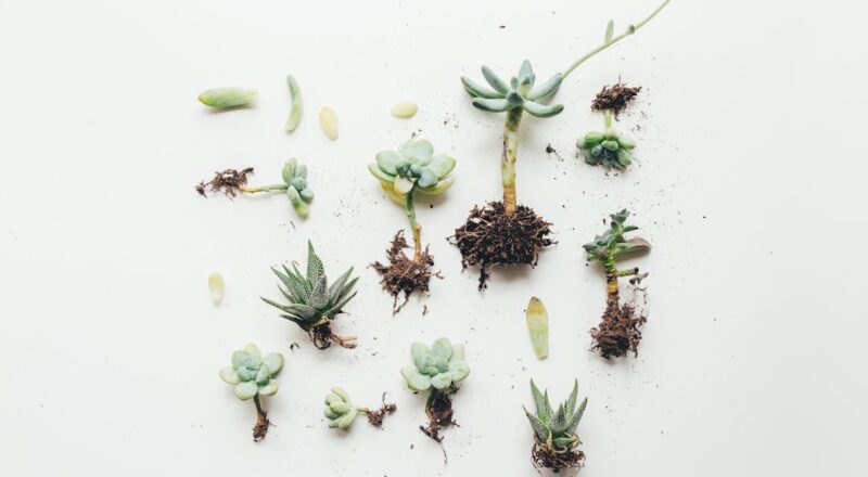 découvrez notre guide complet pour l'identification des plantes. apprenez à reconnaître différentes espèces de fleurs, d'arbres et de végétaux grâce à des descriptions détaillées et des photos. que vous soyez amateur de jardinage ou passionné de botanique, trouvez les clés pour identifier facilement chaque plante.