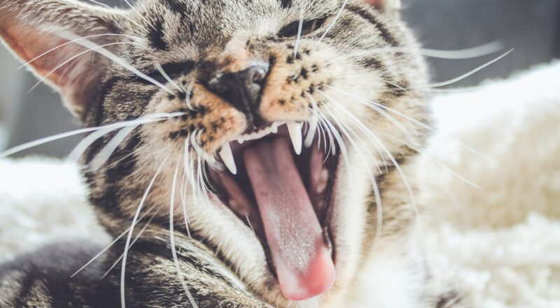 découvrez notre guide complet des noms de chats ! que vous cherchiez des idées classiques, originales ou inspirées de la culture pop, trouvez le nom parfait pour votre compagnon félin.