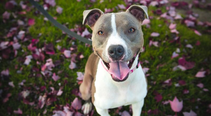 découvrez les races de chiens sensibles au froid et apprenez comment prendre soin d'eux pendant l'hiver. des conseils pratiques pour garantir le confort et la chaleur de vos compagnons à quatre pattes par temps froid.