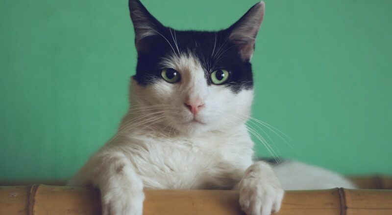 découvrez l'univers fascinant des chats ! apprenez-en plus sur leurs comportements, leurs races et leurs soins. que vous soyez un amateur de félins ou simplement curieux, plongez dans nos articles informatifs et amusants sur ces compagnons à quatre pattes.