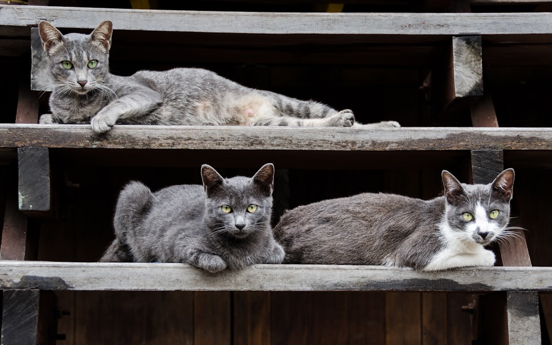 découvrez les comportements fascinants des chats : des secrets sur leur communication, leurs habitudes et leur psychologie. apprenez à mieux comprendre votre félin et à renforcer votre lien avec lui.