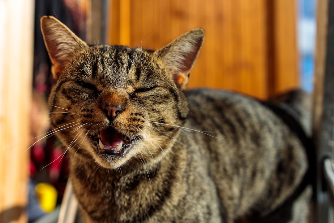 découvrez le comportement fascinant des chats : leurs habitudes, leurs mimiques, et comment mieux comprendre vos compagnons félin pour renforcer votre lien avec eux.