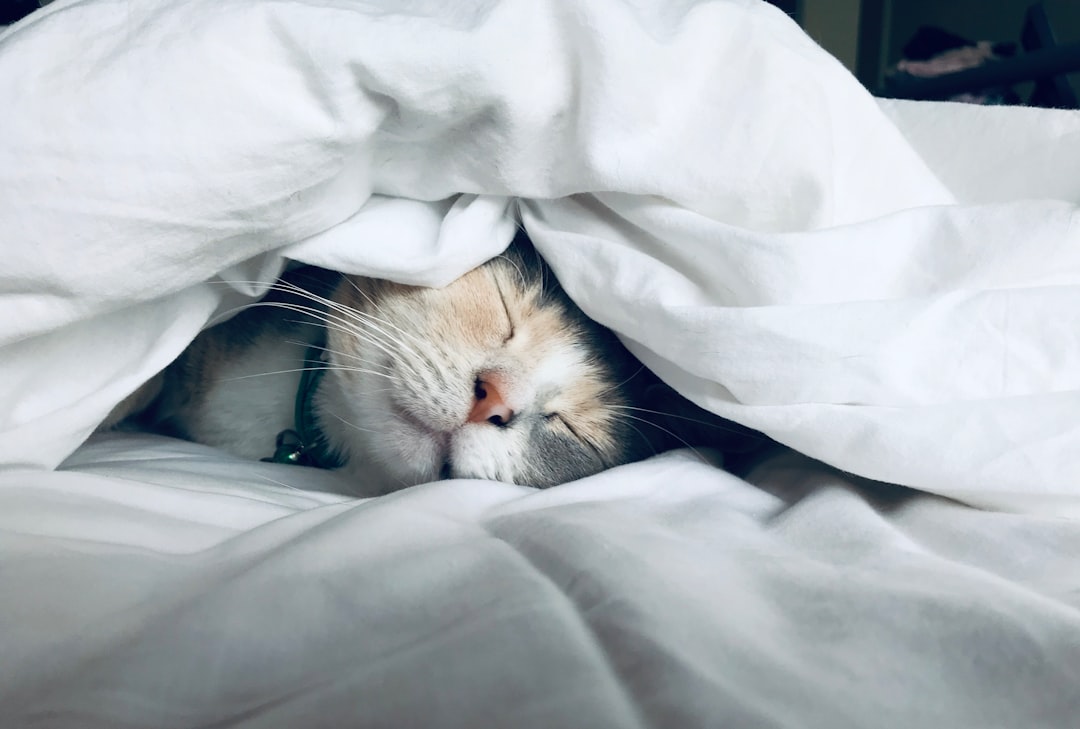 découvrez tout ce qu'il faut savoir sur le cancer chez les chats, y compris les types, les symptômes et les facteurs influençant leur espérance de vie. informez-vous sur les soins à apporter pour améliorer la qualité de vie de votre compagnon félin.