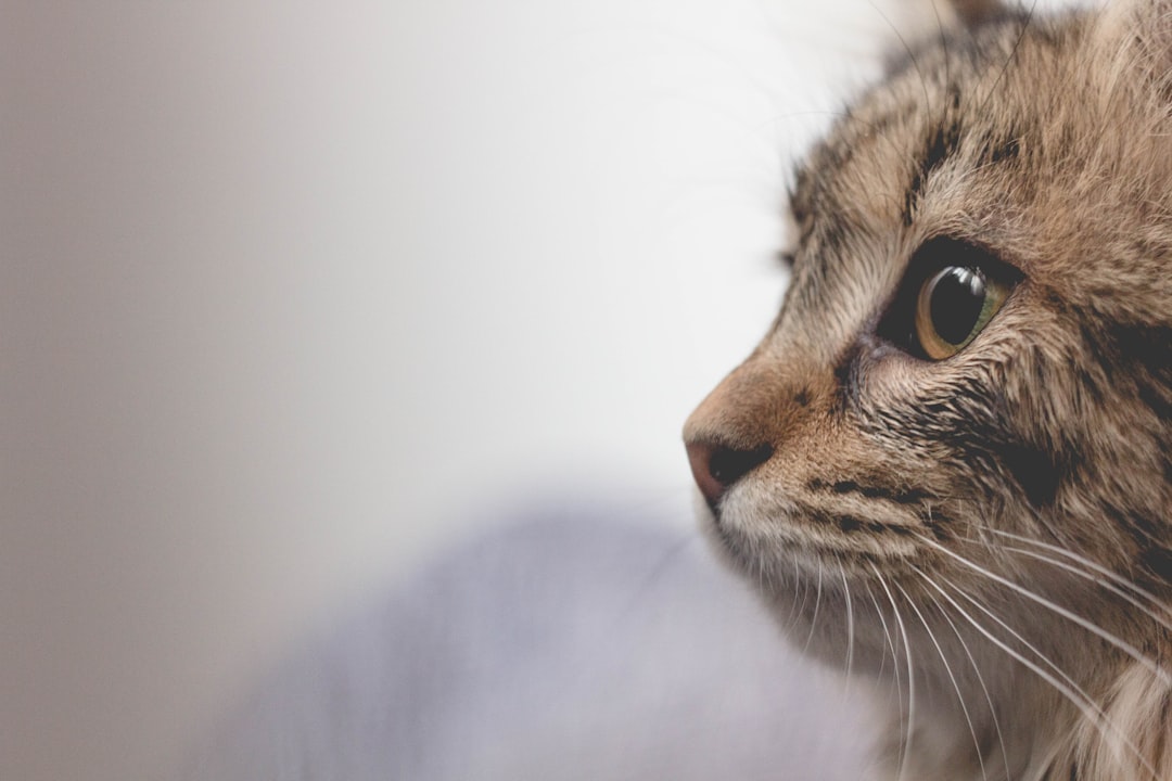 découvrez tout ce qu'il faut savoir sur le cancer chez les chats, y compris l'espérance de vie des félins atteints de cette maladie. informez-vous sur les types de cancers, les traitements disponibles et les conseils pour mieux prendre soin de votre compagnon lors de cette épreuve.