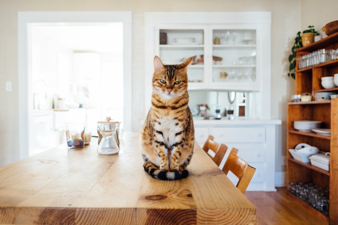 découvrez les meilleurs noms pour votre chat ! explorez notre liste inspirante de noms originaux, mignons et amusants qui feront briller la personnalité de votre félin. trouvez le nom parfait qui correspond à votre compagnon à quatre pattes !