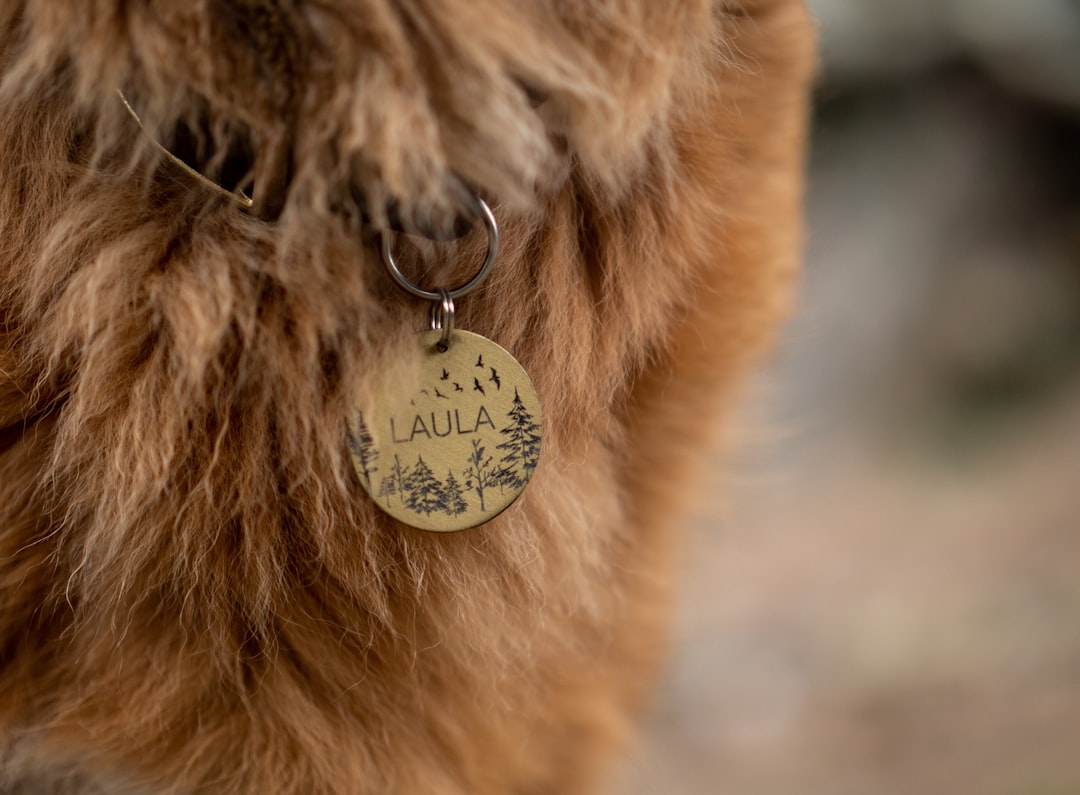découvrez les meilleurs noms de chat pour votre félin adoré ! que vous cherchiez un nom mignon, drôle ou original, trouvez l'inspiration idéale pour personnaliser le caractère unique de votre animal.