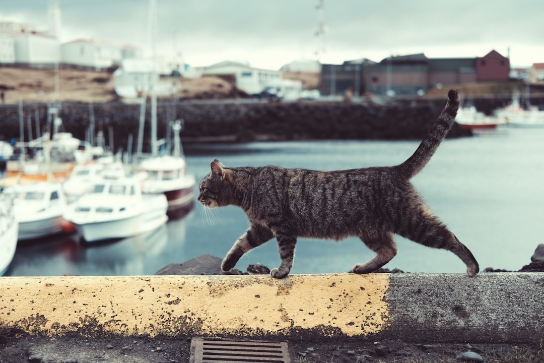 découvrez les meilleurs noms pour chats, des options originales et amusantes qui reflètent la personnalité de votre félin. trouvez l'inspiration pour baptiser votre compagnon à quatre pattes avec style et créativité.