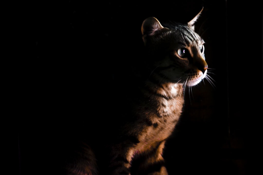 découvrez notre guide complet des noms de chats ! trouvez le nom parfait pour votre compagnon félin parmi une sélection variée et originale. que vous ayez un chat espiègle, un indépendant ou un câlin, inspirez-vous de nos idées pour donner une identité unique à votre animal de compagnie.