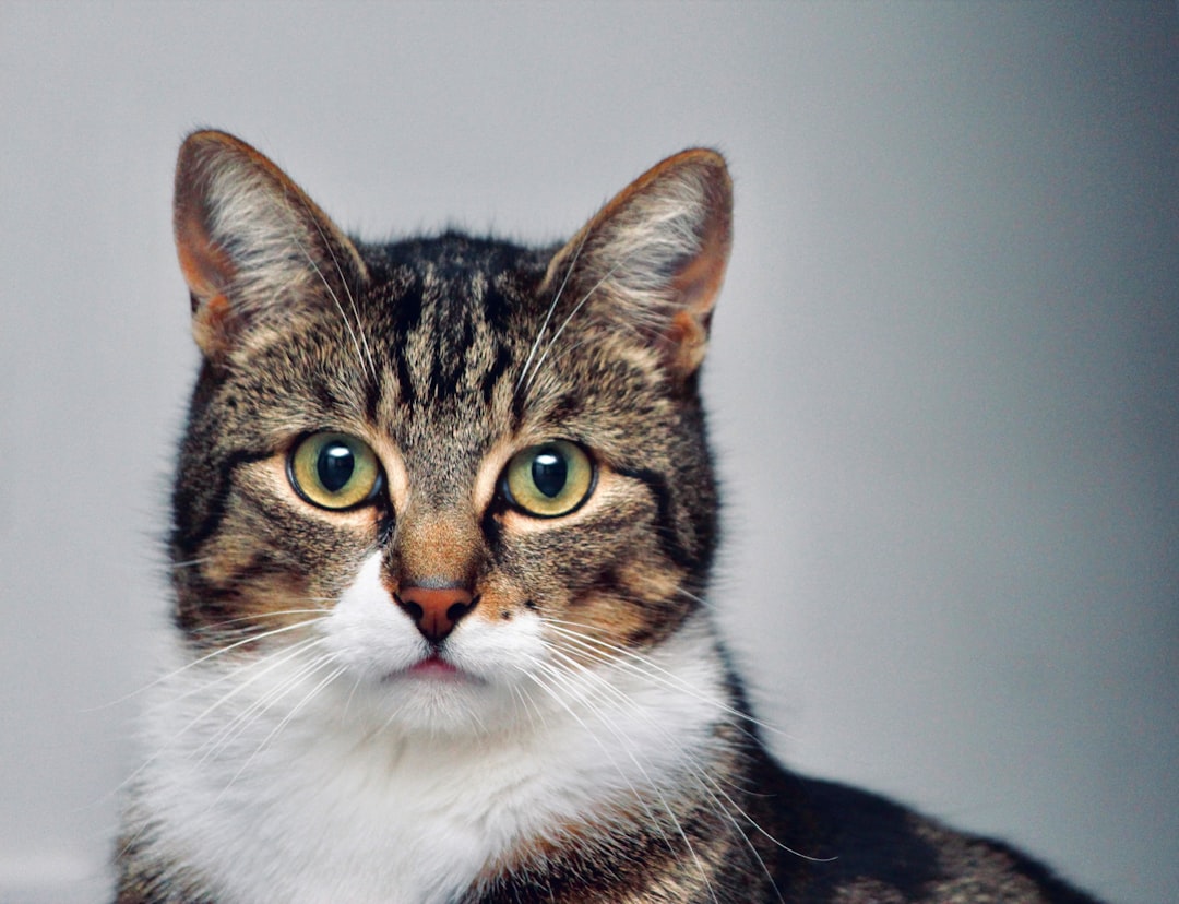 découvrez l'univers fascinant des chats : leurs comportements, leurs races, et des conseils pour bien les comprendre et les élever. plongez dans l'amour des félins !