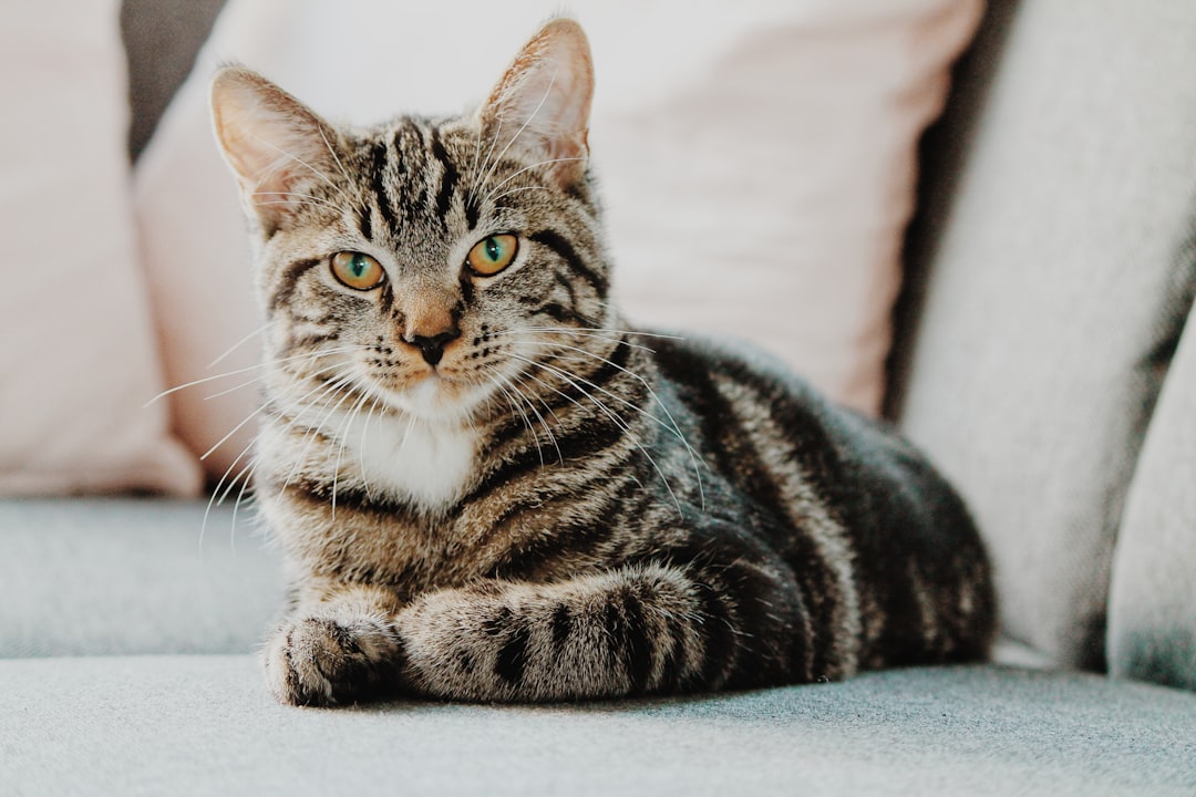 découvrez l'univers fascinant des chats : leur comportement, les différentes races, des conseils pour les soins et des astuces pour les chouchouter. plongez dans le monde des félins et apprenez tout sur vos compagnons à quatre pattes.