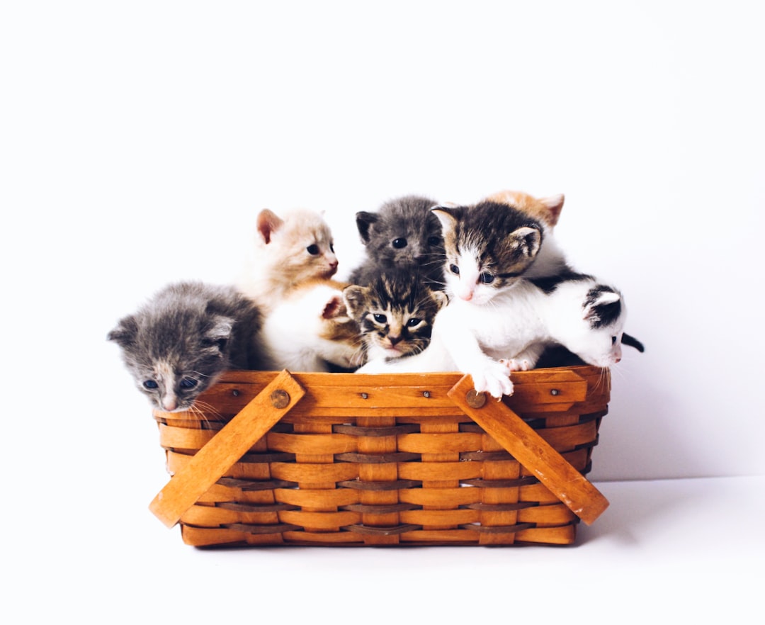découvrez l'univers fascinant des chats, ces compagnons à quatre pattes pleins de charme et de caractère. apprenez-en davantage sur leurs comportements, soins, et la meilleure façon de les élever pour qu'ils soient heureux et en santé.