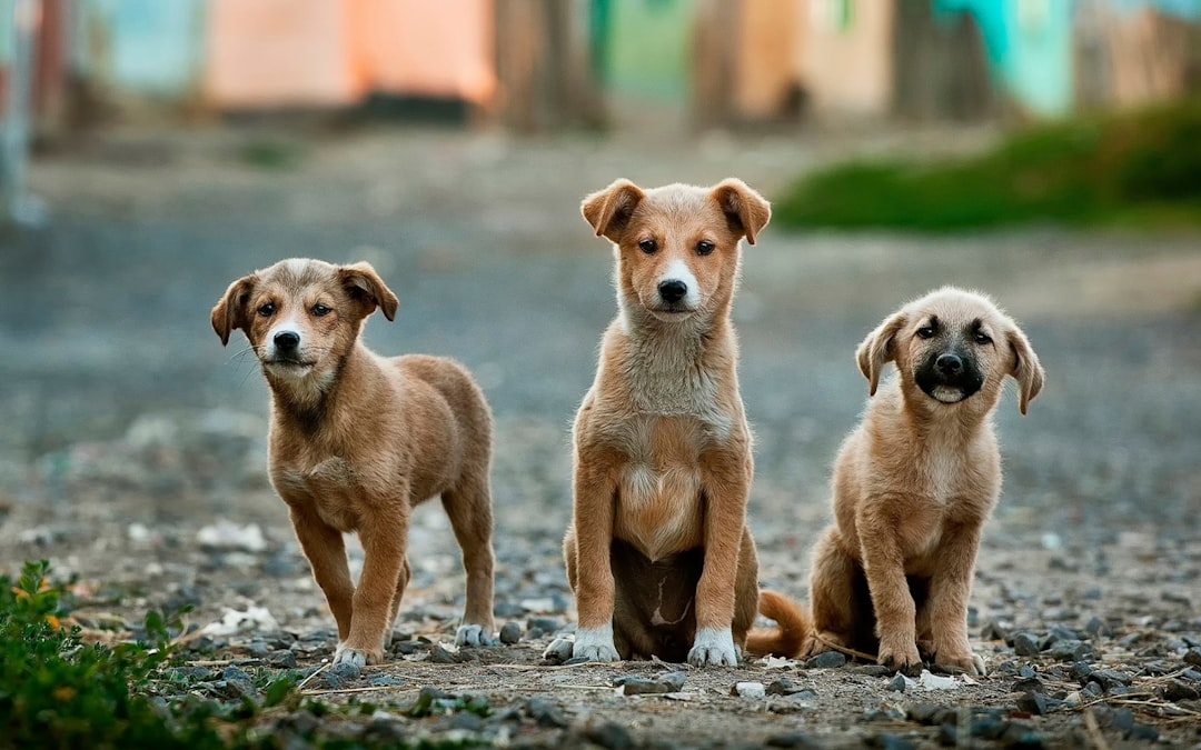 découvrez les races de chiens sensibles au froid, leurs caractéristiques, besoins spécifiques et conseils pour les protéger des températures basses. apprenez à choisir le meilleur compagnon pour les climats rigoureux.