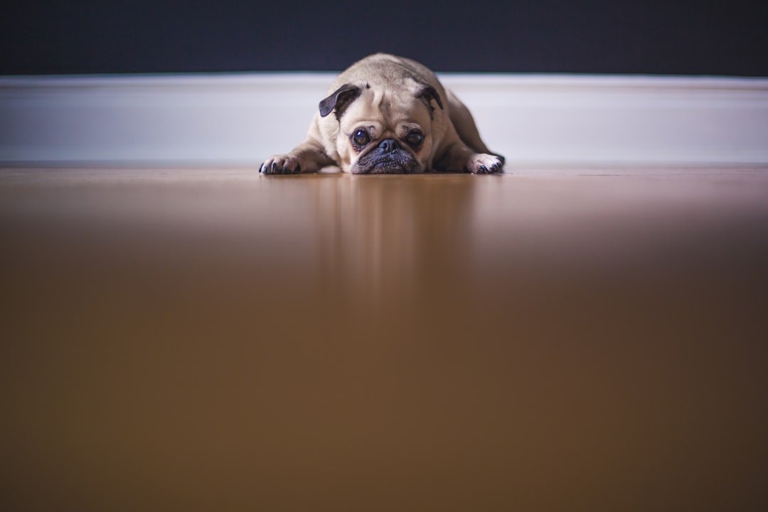 découvrez les races de chiens sensibles au froid et apprenez à protéger votre ami à quatre pattes lors des journées hivernales. informez-vous sur les besoins spécifiques de ces races pour garantir leur confort et leur bien-être par temps froid.